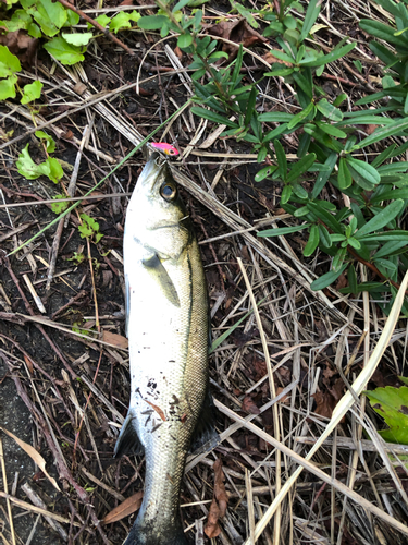 フッコ（マルスズキ）の釣果