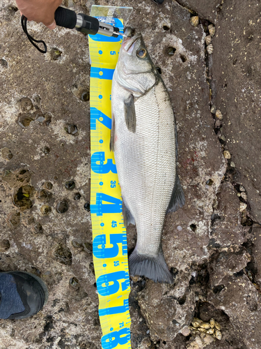 フッコ（ヒラスズキ）の釣果