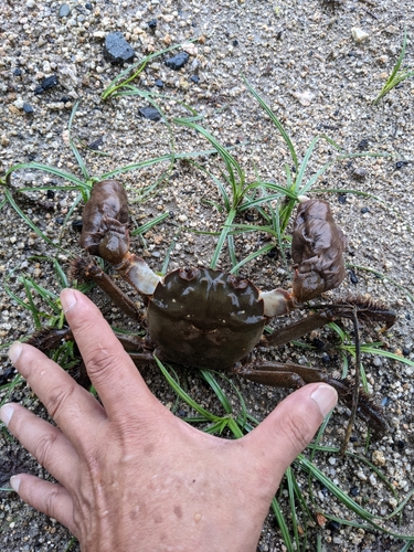 モクズガニの釣果