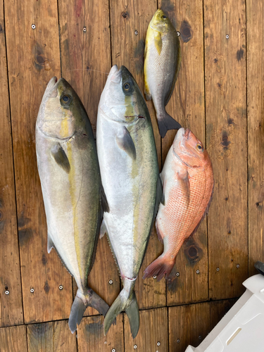 マダイの釣果