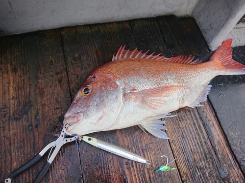 マダイの釣果