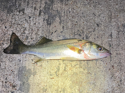 セイゴ（タイリクスズキ）の釣果