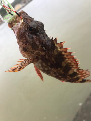 カサゴの釣果