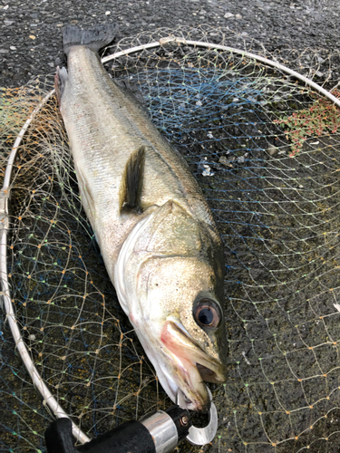 スズキの釣果