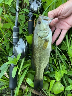 ラージマウスバスの釣果