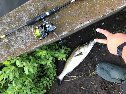 フッコ（マルスズキ）の釣果