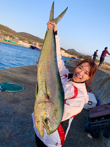 シイラの釣果