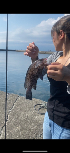 オオモンハタの釣果