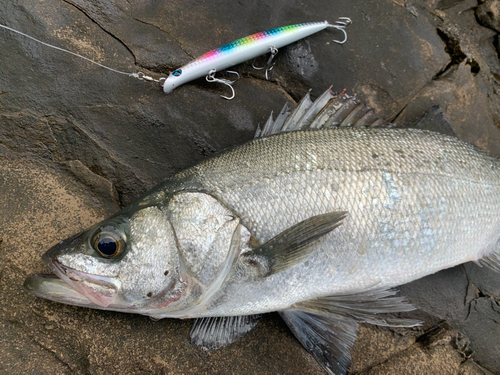 ヒラスズキの釣果