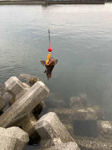 カサゴの釣果