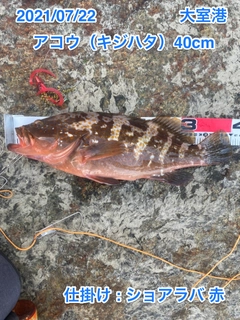 アコウの釣果