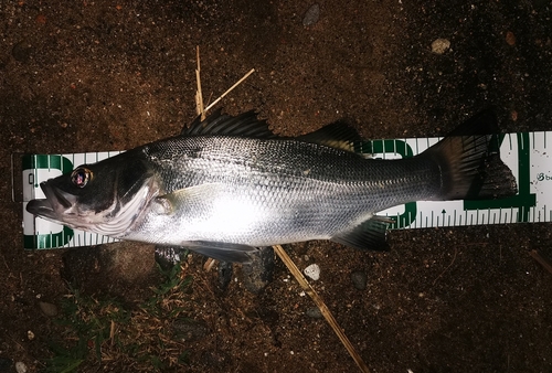 セイゴ（マルスズキ）の釣果