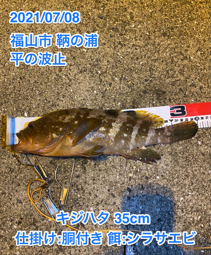 アコウの釣果