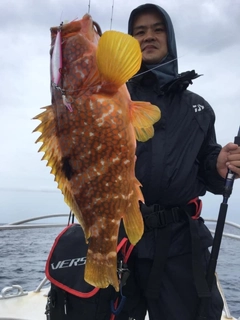 アコウの釣果