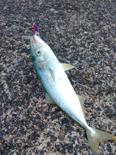 ツバスの釣果