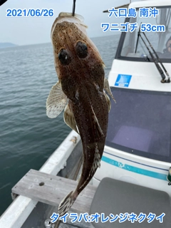 ワニゴチの釣果