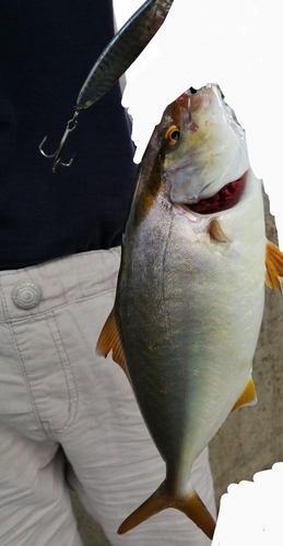 ショゴの釣果