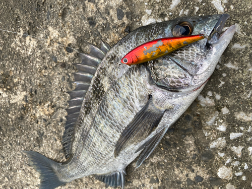 クロダイの釣果