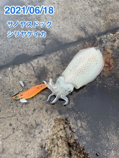 シリヤケイカの釣果