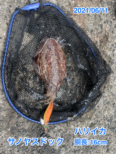 ハリイカの釣果