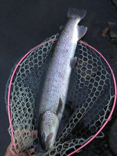 イトウの釣果