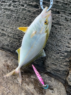 シオの釣果