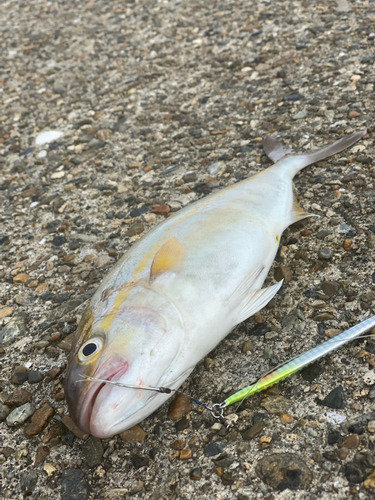 シオの釣果