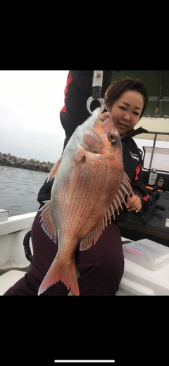 マダイの釣果