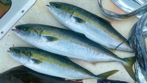 イナダの釣果