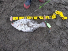 マツカワの釣果