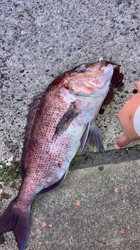 マダイの釣果