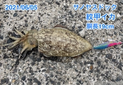 モンゴウイカの釣果