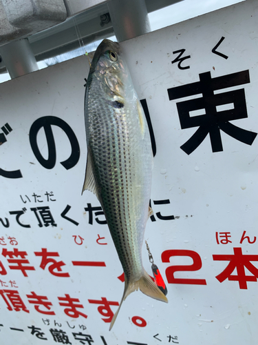 コノシロの釣果