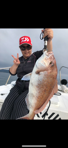 マダイの釣果