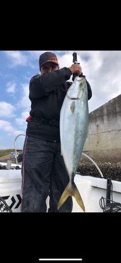 ブリの釣果