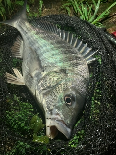 チヌの釣果