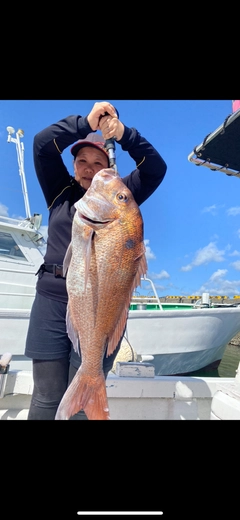 マダイの釣果