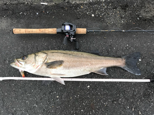 スズキの釣果