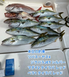 ヤズの釣果