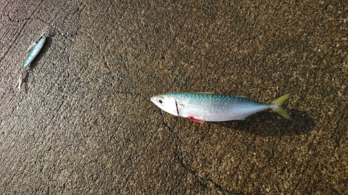 サバの釣果