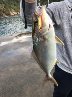 ショゴの釣果