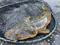 コチの釣果