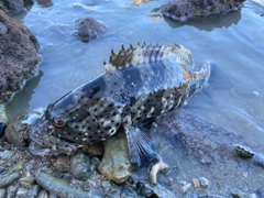 ハタの釣果