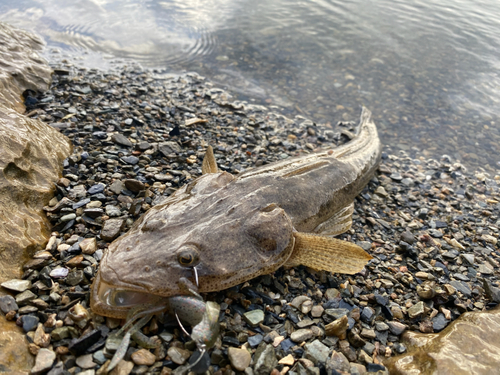 コチの釣果