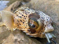 ハリセンボンの釣果