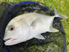 ロウニンアジの釣果