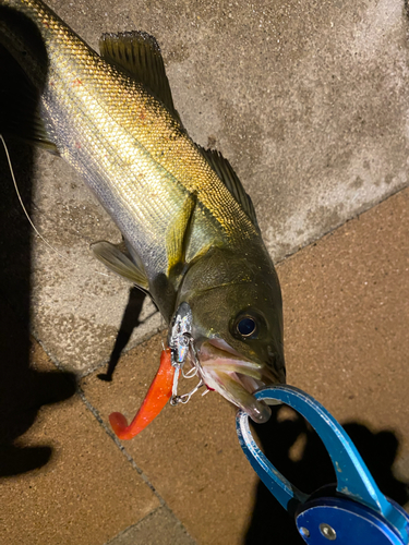 シーバスの釣果