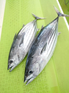 カツオの釣果