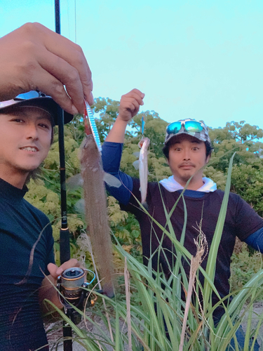 エソの釣果