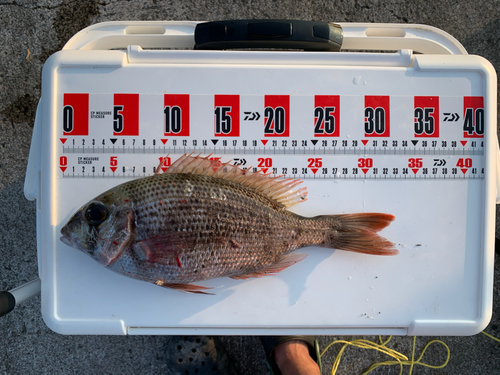 シロダイの釣果